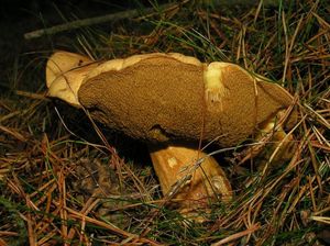 Klikni pro velký obrázek