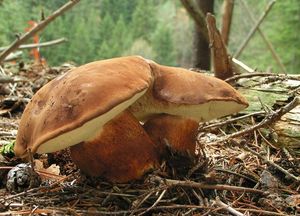 Hřib hnědý - Boletus badius (Fr.) Fr.