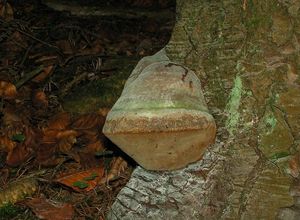 Ohňovec Hartigův - Phellinus Hartigii (Allesch. & Schnabl) Pat. 1903