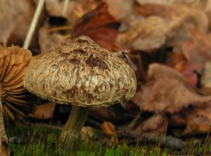 Vláknice plsťovitá - Inocybe lacera