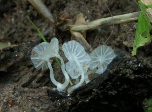 Žebernatka maličká - Delicatula integrella (Pers.) Pat.