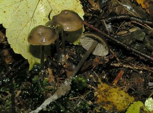 Penízovka páchnoucí - Tephrocybe rancida (Fr.) Donk 1962