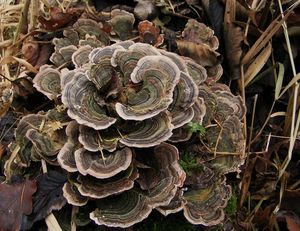 Outkovka pestrá - Trametes versicolor (L.) Lloyd 1921