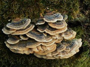 Outkovka pestrá - Trametes versicolor (L.) Lloyd 1921