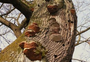 Ohňovec statný - Phellinus robustus (P.Karst.) Bourdot et Galz