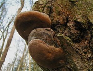 Ohňovec statný - Phellinus robustus (P.Karst.) Bourdot et Galz