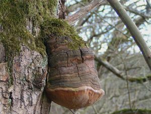 Ohňovec statný - Phellinus robustus (P.Karst.) Bourdot et Galz