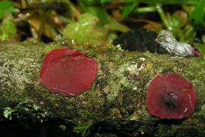 Kůžička červená - Cytidia salicina (Fr.)Burt