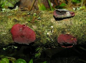Kůžička červená - Cytidia salicina (Fr.)Burt