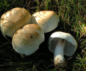 Čirůvka běložlutavá - Tricholoma stiparophyllum (N. Lund) P. Karst. 1879