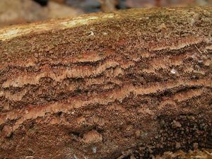 Ohňovec rezavý - Phellinus ferruginosus (Schrad.) Pat.