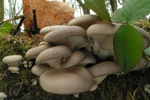 Hlíva ústřičná - Pleurotus ostreatus (Jacq.) P. Kumm. 1871