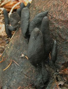 Klikni pro velký obrázek