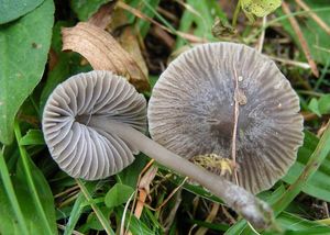 Helmovka šedolupenná - Mycena aetites (Fr.) Quél. 1872