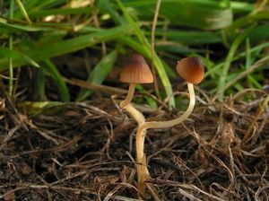 Helmovka hnědobřitá - Mycena olivaceomarginata f. olivaceomarginata (Massee) Massee