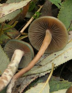 Lysohlávka tajemná - Psilocybe arcana Borovička & Hlaváček 2001