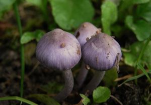 Vláknice zemní fialová - Inocybe geophylla var.lilacina (Peck) Gillet