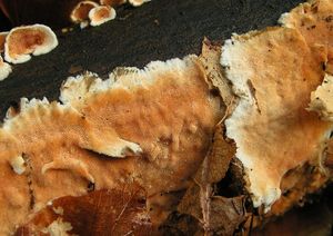Ostnateček okrový - Steccherinum ochraceum (Pers.) Gray