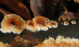 Ostnateček okrový - Steccherinum ochraceum (Pers.) Gray