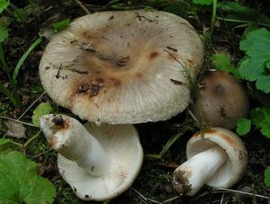 Holubinka sesterská - Russula sororia Fr.