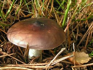 Holubinka nahořklá - Russula caerulea Fr. 1838