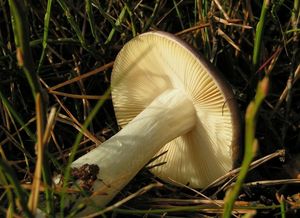 Holubinka nahořklá - Russula caerulea Fr. 1838