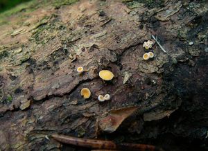 Brvenka drobná - Lachnellula subtilissima ( Cooke )