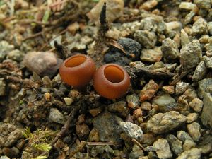 Hlízenka hlíznatá - Sclerotinia sclerotiorum (Lib.) de Bary