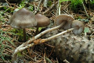 Helmovka šiškomilná - Mycena strobilicola J. Favre & Kühner 1938