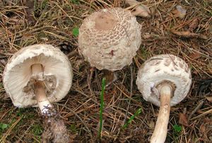 Bedla červenající - Chlorophyllum rachodes (Vittad.) Vellinga 2002
