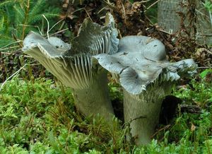 Šťavnatka březnovka - Hygrophprus marzuolus