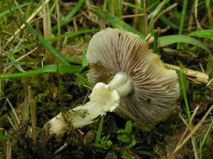 Límcovka věnčená - Stropharia coronilla