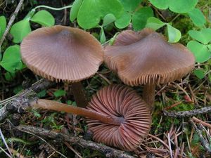 Závojenka slanečkovitá - Entoloma hirtipes (Schumach.) M.M. Moser