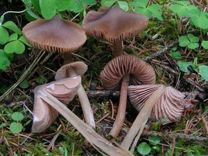 Závojenka slanečkovitá - Entoloma hirtipes (Schumach.) M.M. Moser