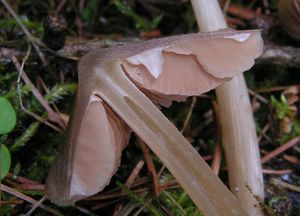 Závojenka slanečkovitá - Entoloma hirtipes (Schumach.) M.M. Moser