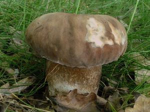 Hřib dubový - Boletus reticulatus Schaeff. 1774