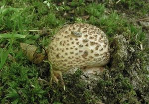 Muchomůrka růžovka - Amanita rubescens Pers. 1797