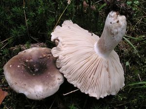 Holubinka hustolupenná - Russula densifolia Secr. ex Gillet 1876