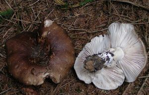 Holubinka osmahlá - Russula adusta (Pers.) Fr. 1838