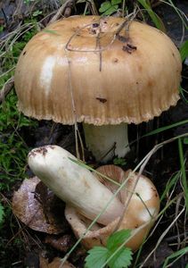 Holubinka smrdutá - Russula foetens Pers. 1796