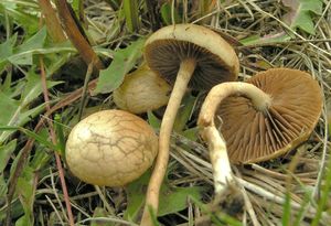 Polnička polokulovitá - Agrocybe pediades (Fr.) Fayod 1889