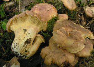 Liška ametystová - Cantharellus amethysteus (Quél.) Sacc. 1887