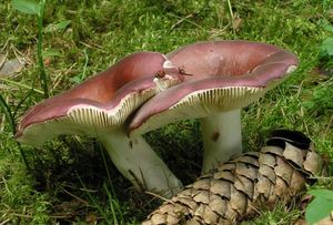 Holubinka tečkovaná - Russula vinosa Lindblad 1901