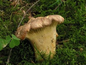 Liška ametystová - Cantharellus amethysteus (Quél.) Sacc. 1887