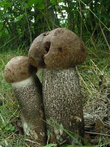 Kozák topolový - Leccinum duriusculum (Schulzer ex Kalchbr.) Singer 1947