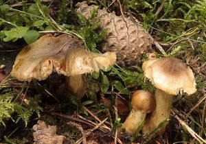 Čirůvka peřestá - Tricholoma fucatum