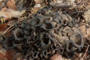 Stroček trubkovitý - Craterellus cornucopioides (L.) Pers. 1825
