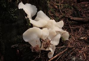 Rosolozub huspenitý - Pseudohydnum gelatinosum (Scop.) P. Karst. 1868