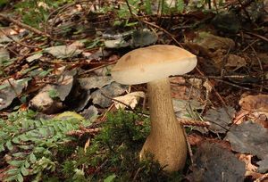 Hřib žlučník - Tylopilus felleus  (Bull.) P. Karst. 1881
