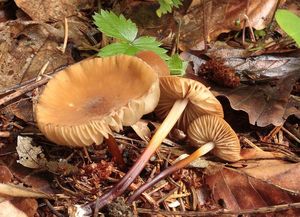 Špička rohonohá - Marasmius cohaerens (Pers.) Cooke & Quél. 1878